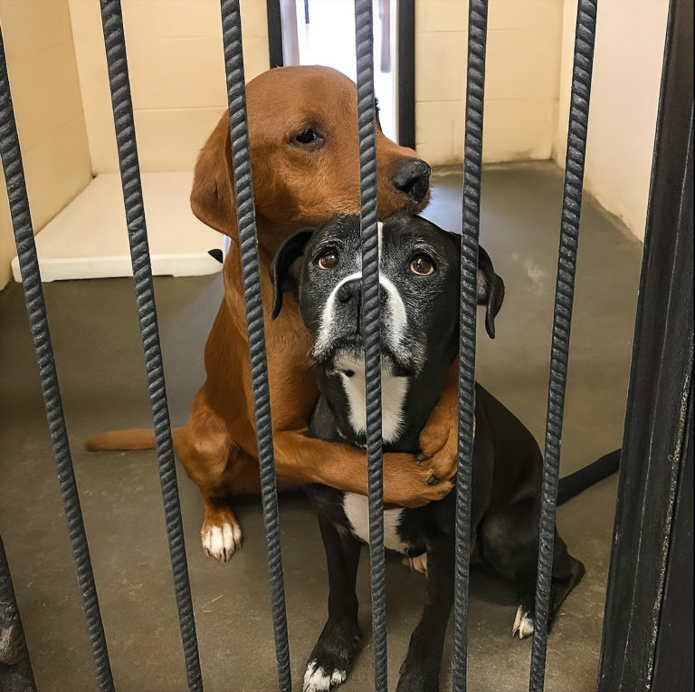 Al escuchar que los iban a sacrificar, dos perros se abrazaron y miraron orgullosos a la cámara, esperando lo mejor…